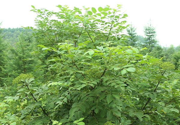 大花晚熟吴茱萸