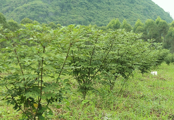 广西中花吴茱萸