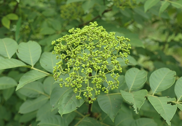 江西中花吴茱萸