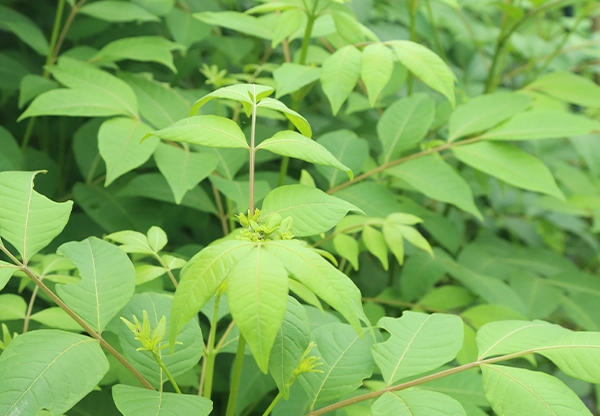 小花吴茱萸