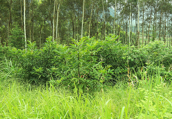 河南收购金银花价格