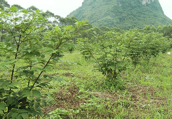 广州求购百香果种植