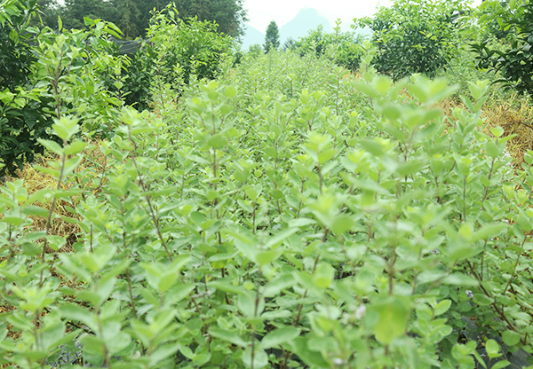 天峨成品茶辣种植