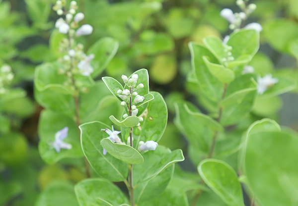 东兰收购吴茱萸苗价格