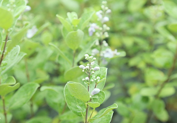 河池收购中花茶辣种植