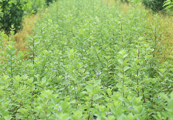 河池收购金银花价格