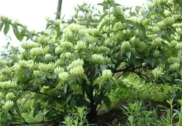 天峨成品茶辣种植