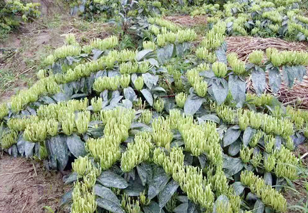 四川收购吴茱萸苗种植