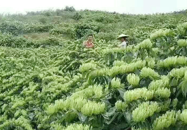 金城江求购百香果价格