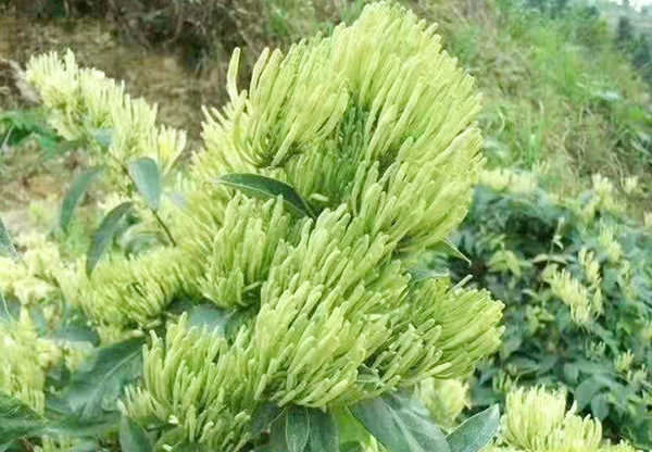 桂林成品吴茱萸苗种植