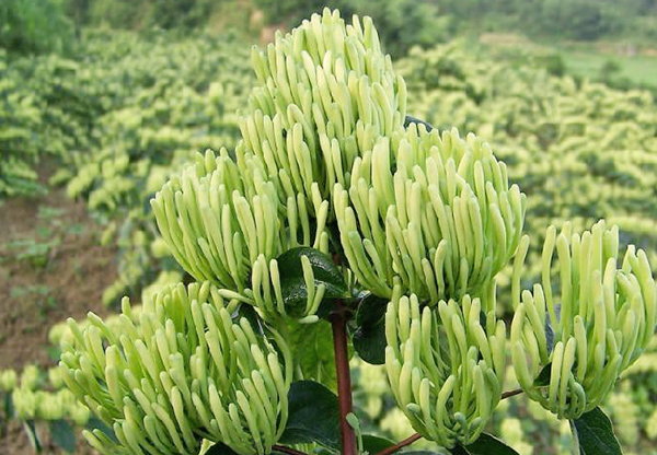 广州求购百香果种植