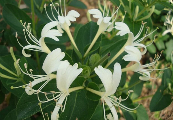 天峨成品茶辣种植