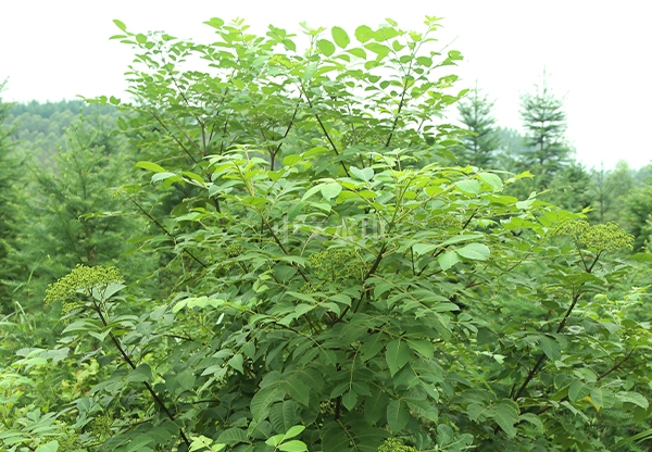 大花晚熟吴茱萸