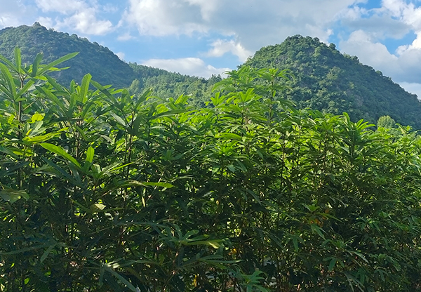 五指毛桃药材