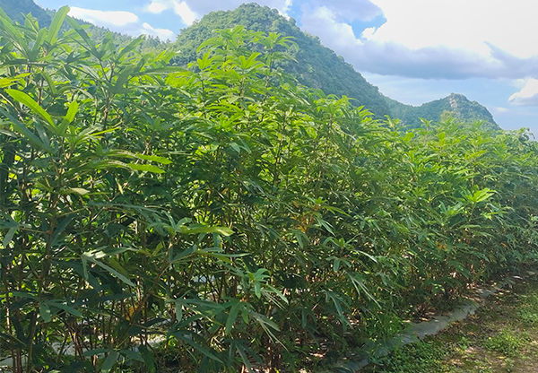 五指毛桃