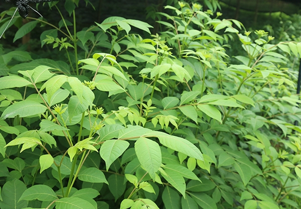 江西中花吴茱萸