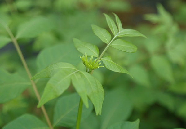 江西中花吴茱萸