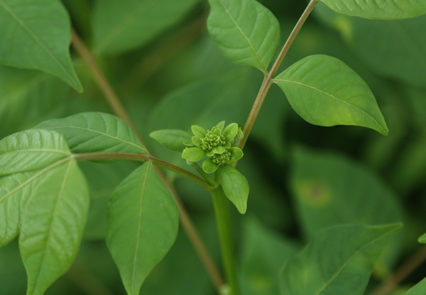 江西中花吴茱萸苗