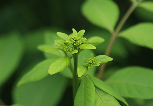 江西中花吴茱萸苗