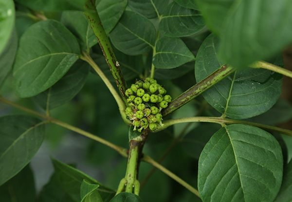 江西中花吴茱萸苗