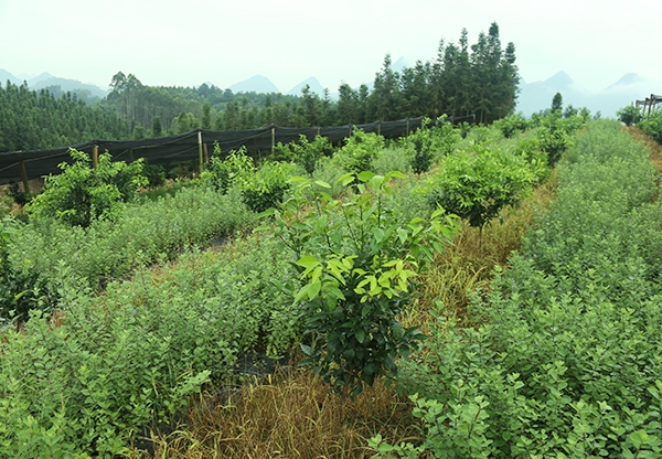 蔓荆子苗