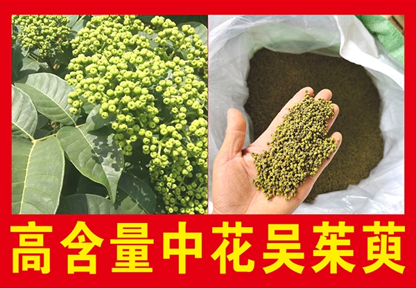 高含量中花吴茱萸