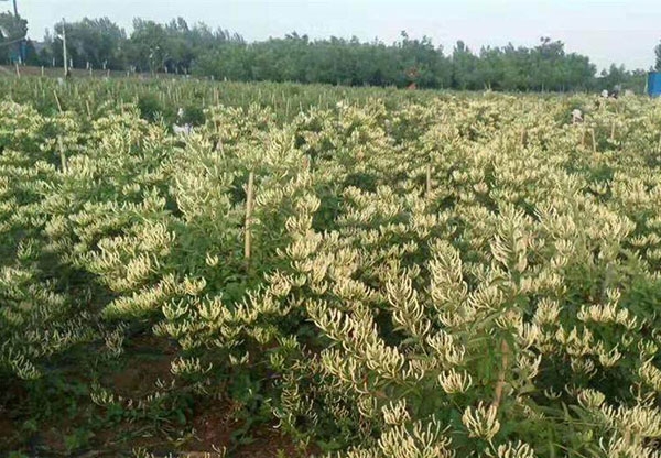 广西药材金银花