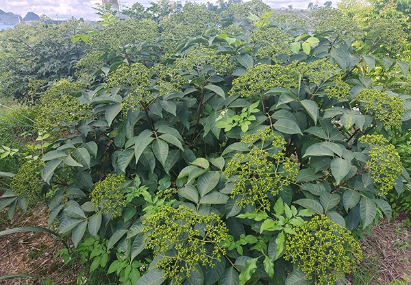 广西中花吴茱萸