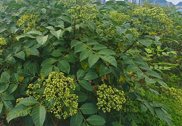 广西中花吴茱萸收购商