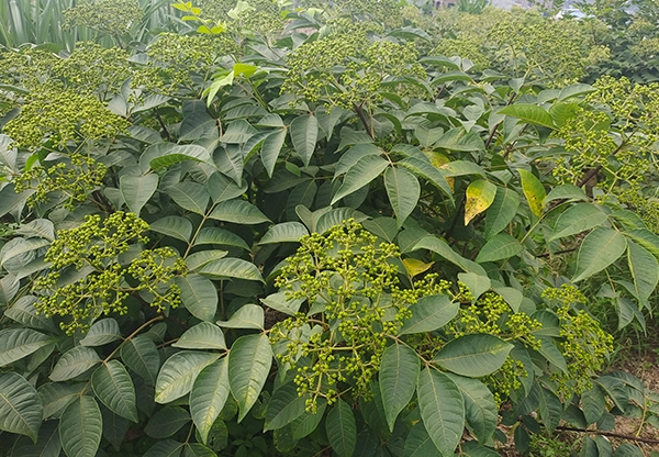 中花吴茱萸收购商