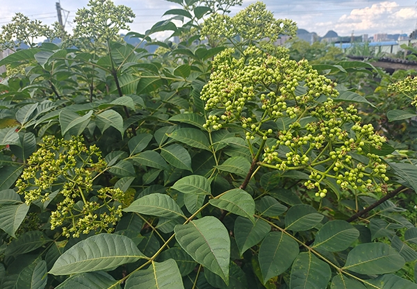 茶辣吴茱萸