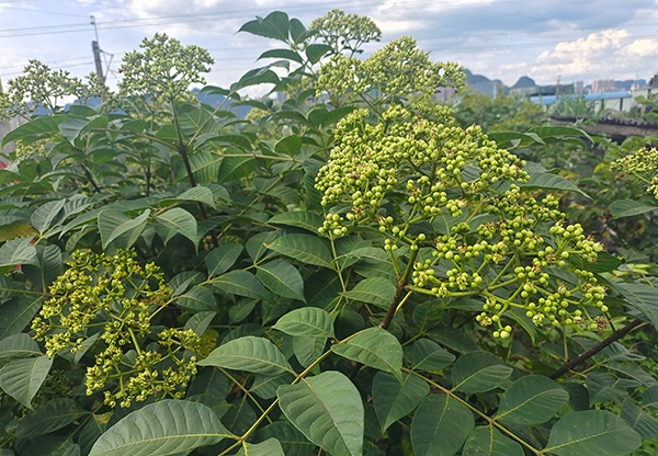 吴茱萸药材