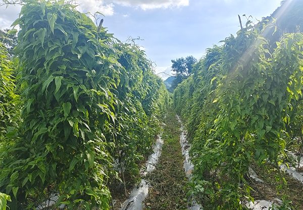 红花百部基地