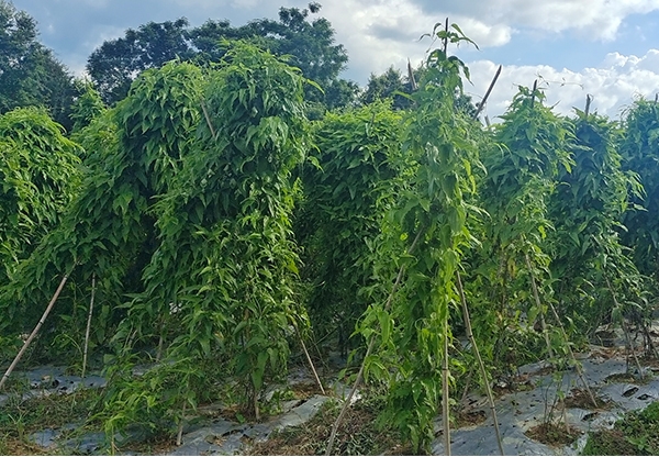 红花百部高产