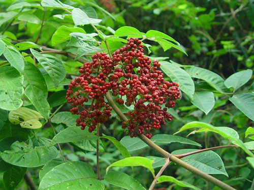 广西吴茱萸