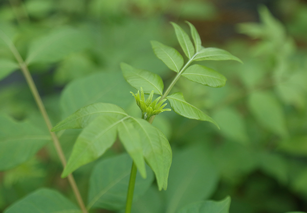 吴茱萸苗