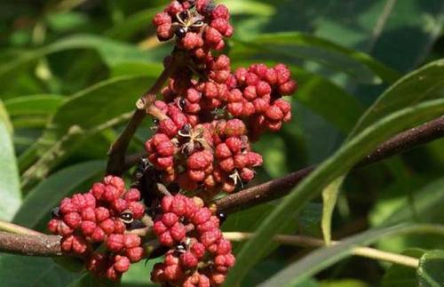 宜州吴茱萸