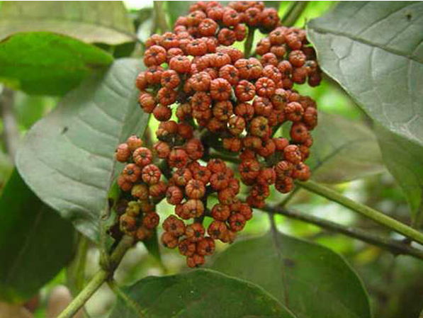  宜州吴茱萸