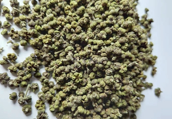 广西吴茱萸