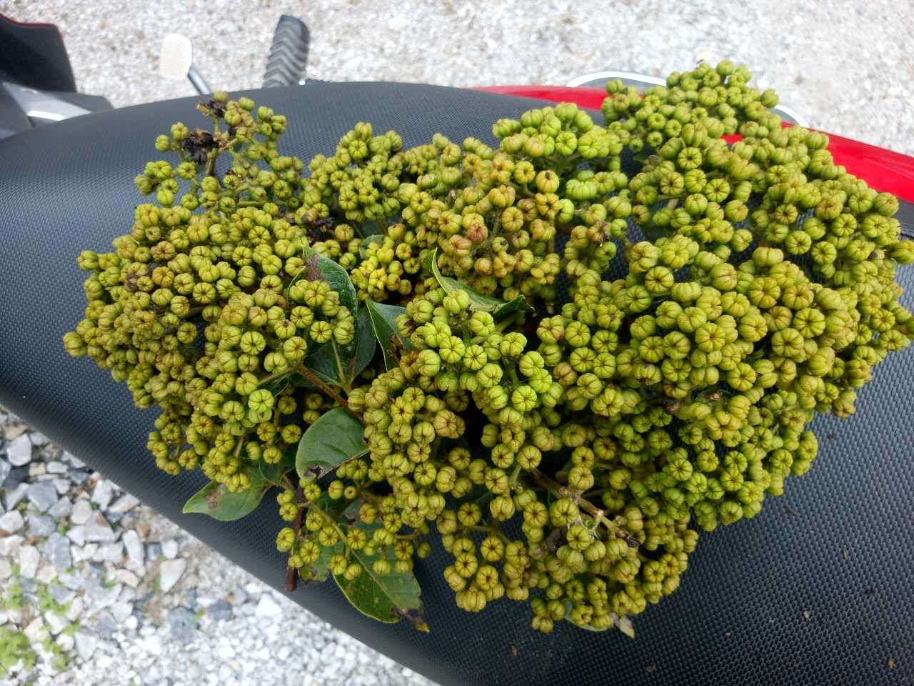 广西吴茱萸