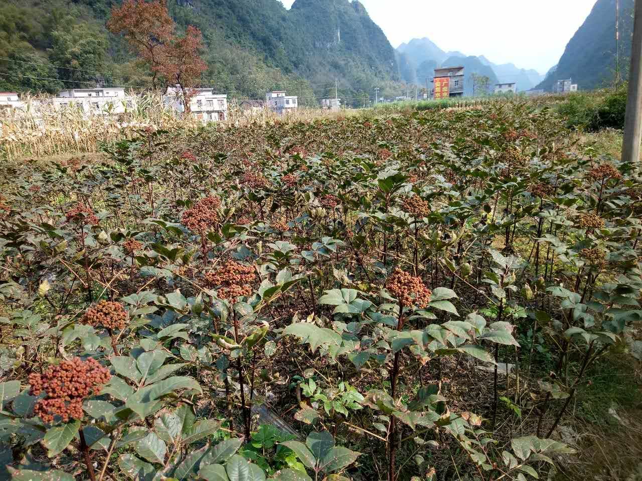 广西吴茱萸