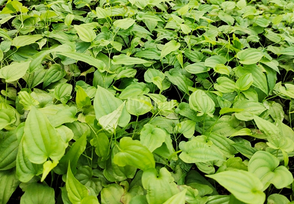 广西吴茱萸