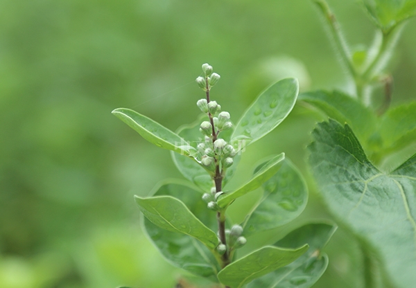 广西吴茱萸