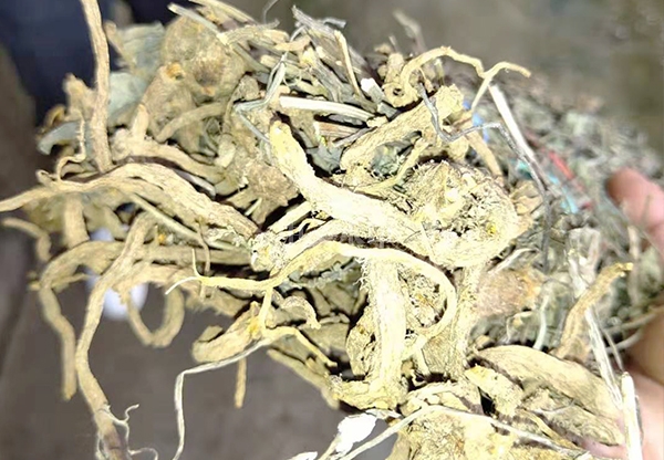 宜州吴茱萸