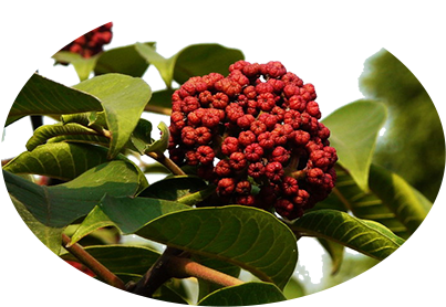 广西吴茱萸