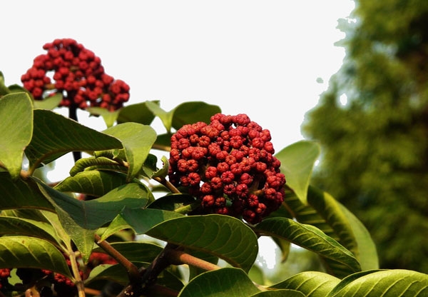 宜州吴茱萸